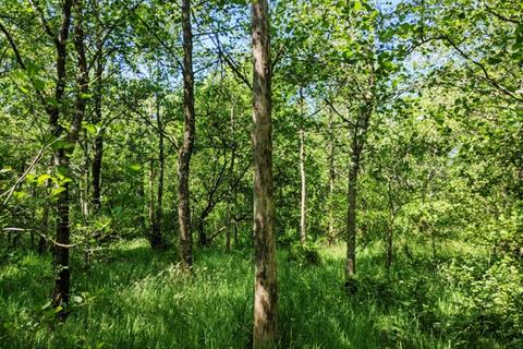 undefined, Sandymoor Cross Wood (nearly 4 acres), Ashwater, Near Holsworthy, Devon EX21