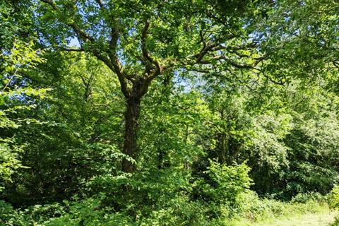 undefined, Sandymoor Cross Wood (nearly 4 acres), Ashwater, Near Holsworthy, Devon EX21