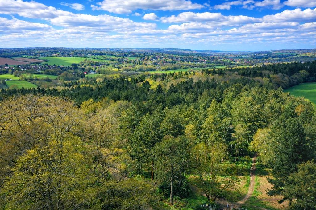Sulham Woods