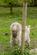 Rozel, Steep, Hampshire photo 4