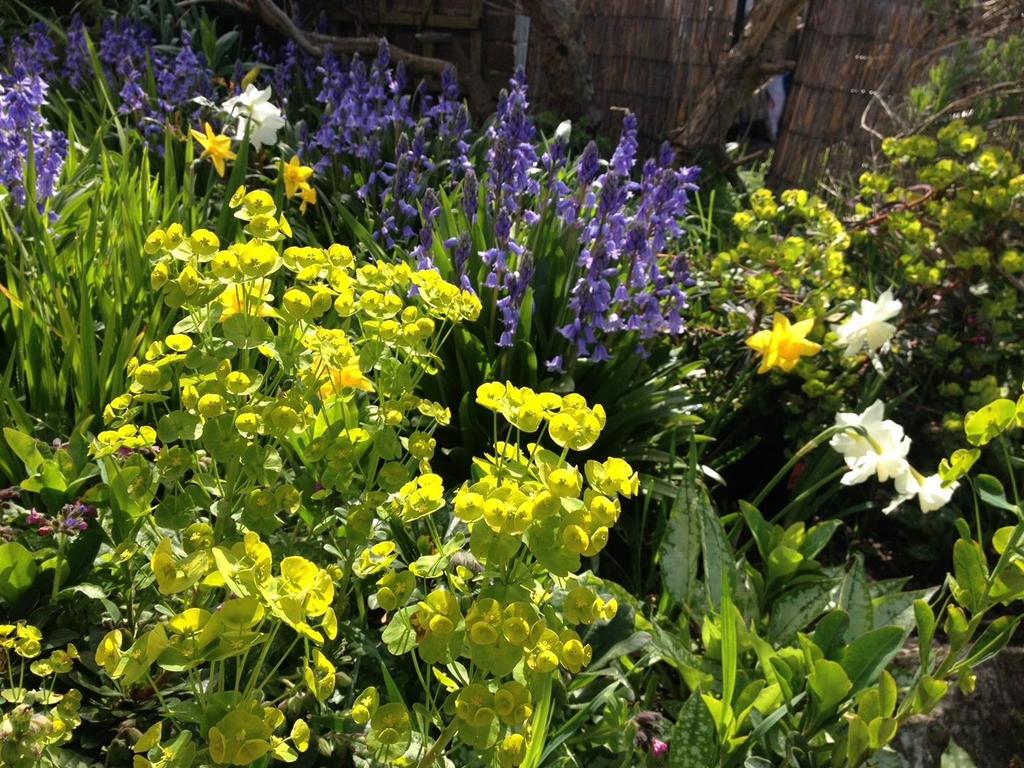 Garden flowers.jpg