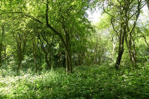 undefined, Fantail Wood, Eakring, Nottinghamshire NG22