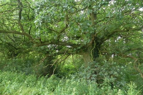 undefined, Fantail Wood, Eakring, Nottinghamshire NG22