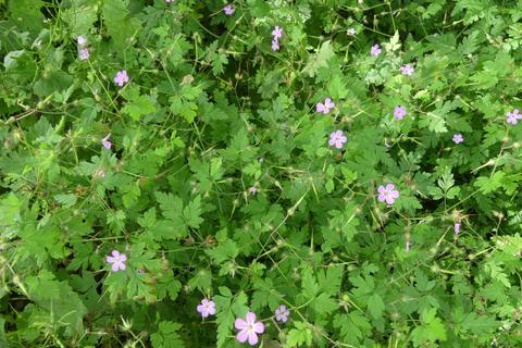 undefined, Fantail Wood, Eakring, Nottinghamshire NG22