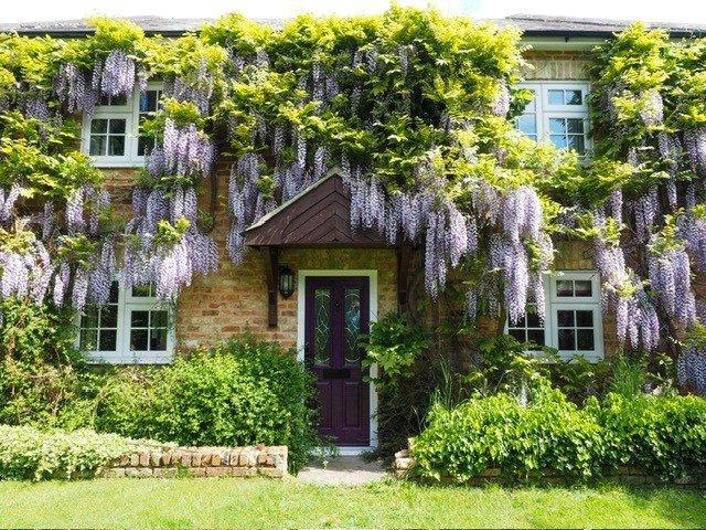 Wisteria In Bloom