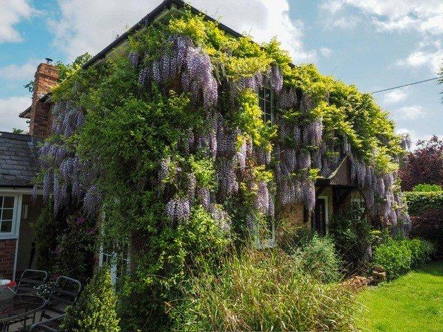 Wisteria In Bloom