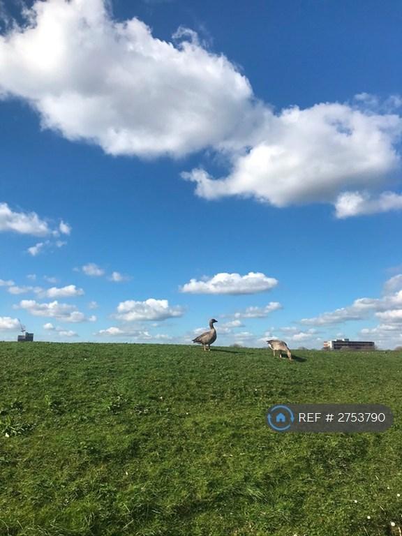 Walthamstow Wetlands (10min Walk)