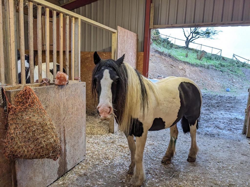 Stables