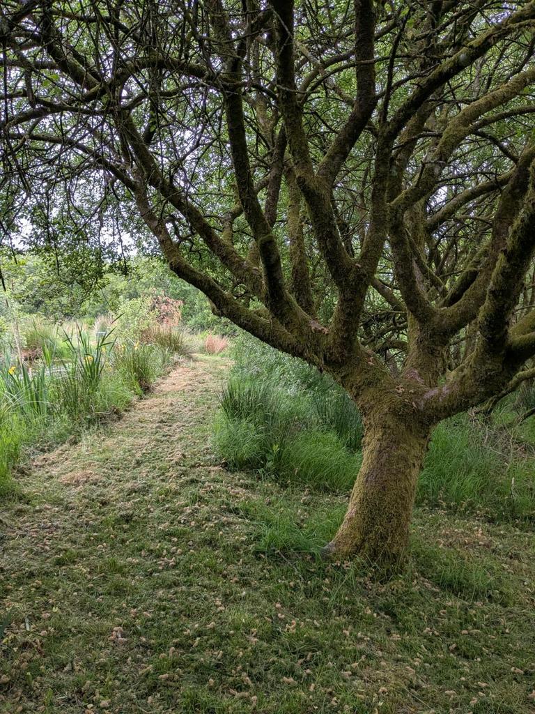 Garden (third image)