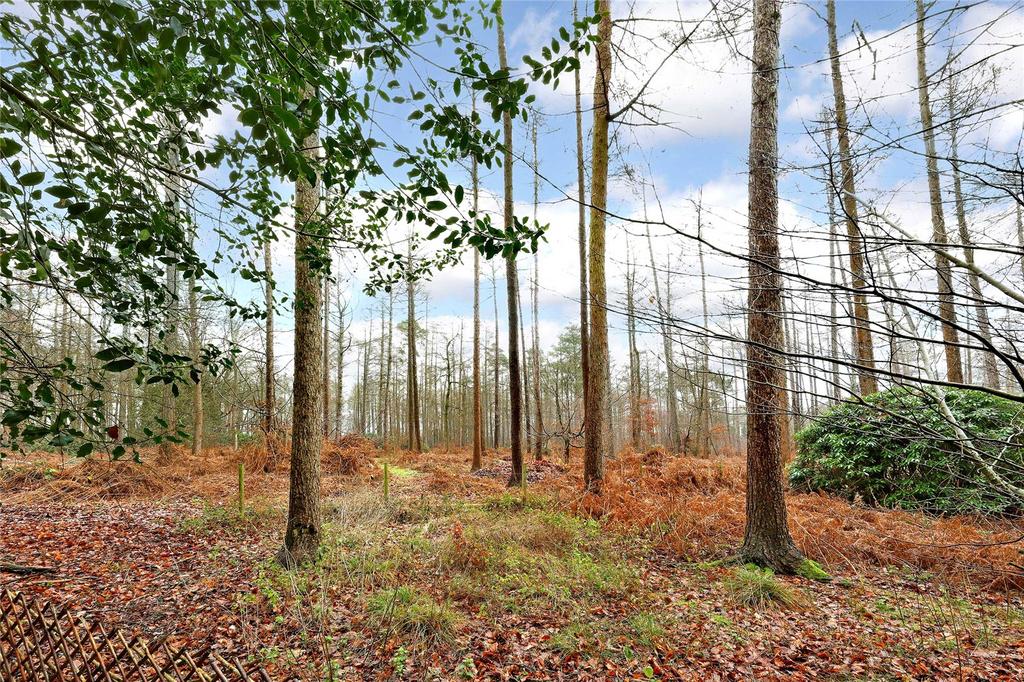 Burnham Beeches