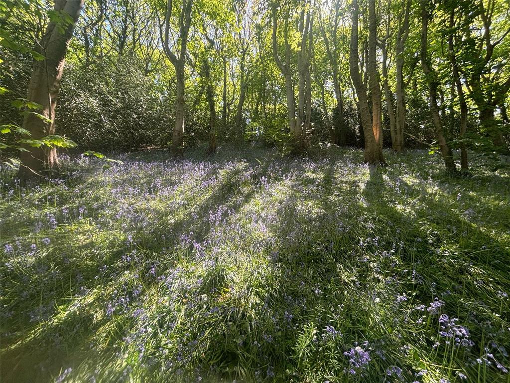 Bluebell Woodland
