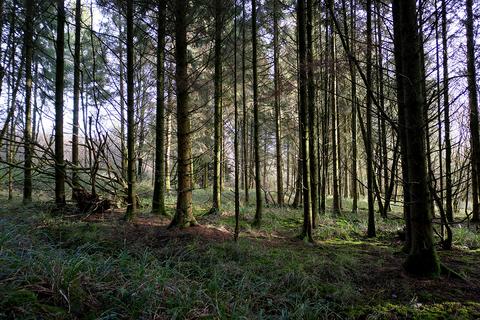 undefined, Pinkwood Lane, Bruton BA10