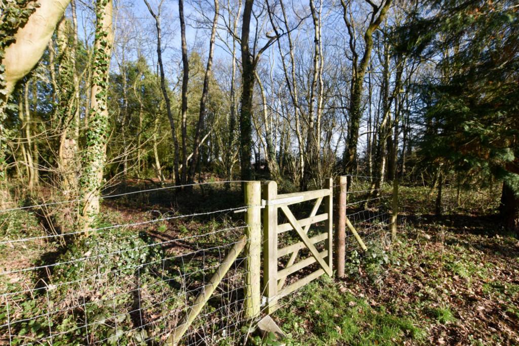Woodland 1