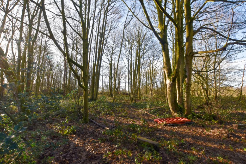 Woodland