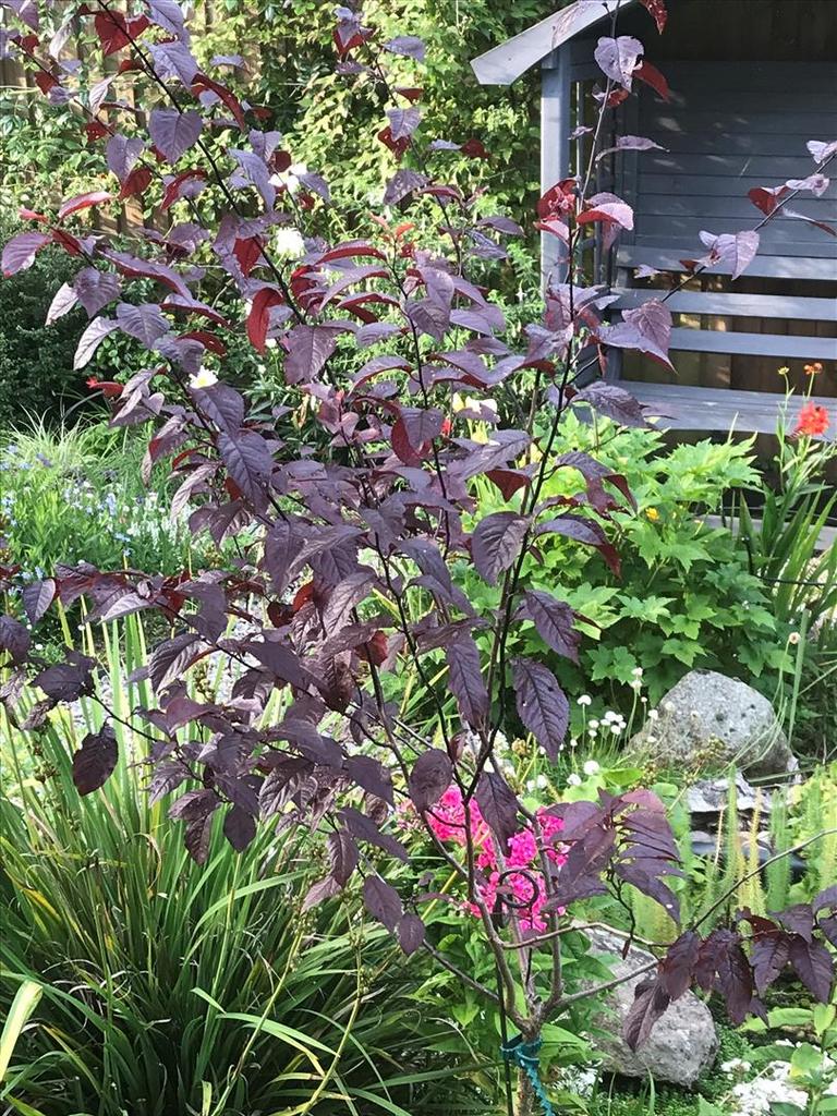 Garden 4.jpg