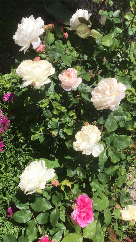 Garden 5.jpg