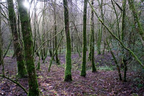 undefined, Pinkwood Lane, Bruton BA10