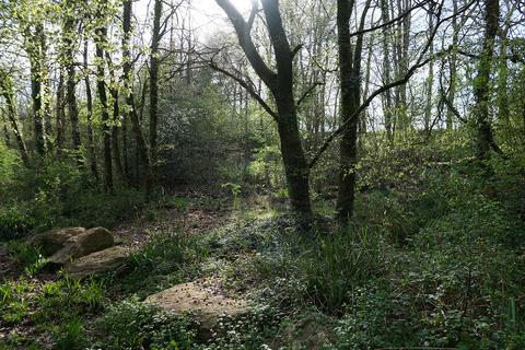 Woodland for sale, Pinkwood Lane, Bruton BA10