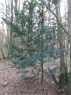 Land for sale, Land at Wissenden Lane, Bethersden, TN26