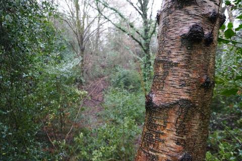 undefined, Southall Wood, Telford, Shropshire TF4