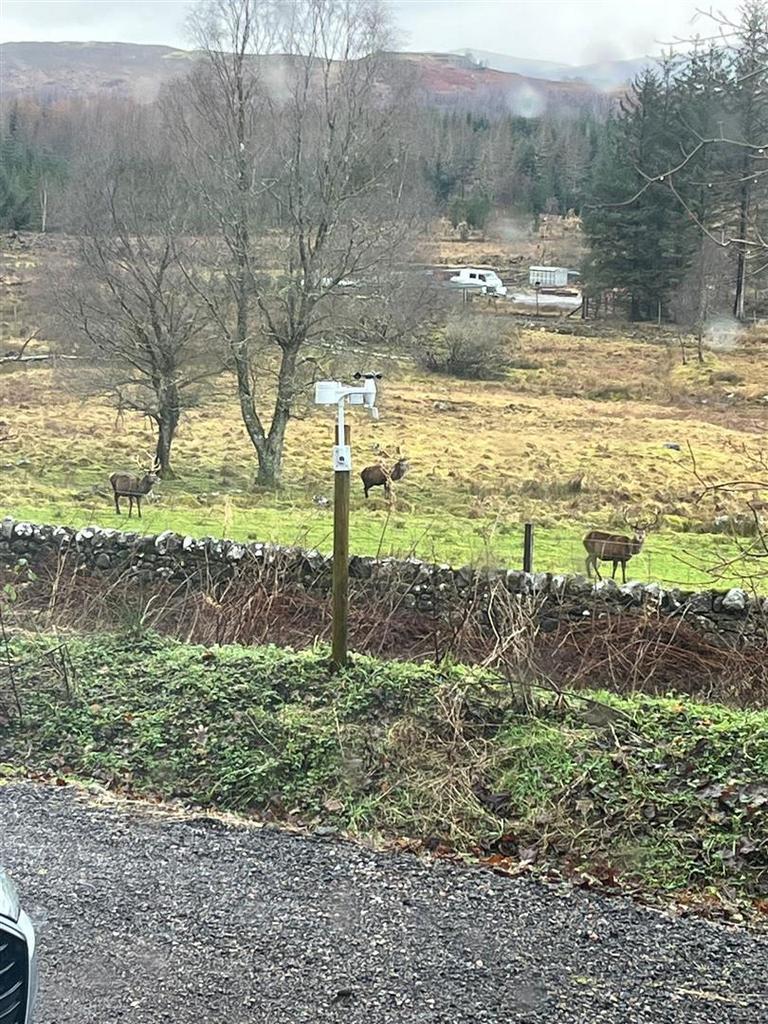 Wildlife view
