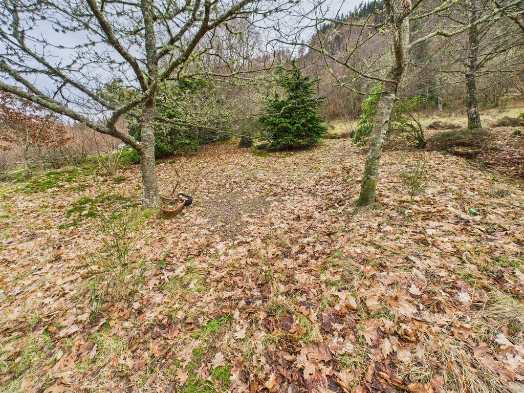 Rear of plot