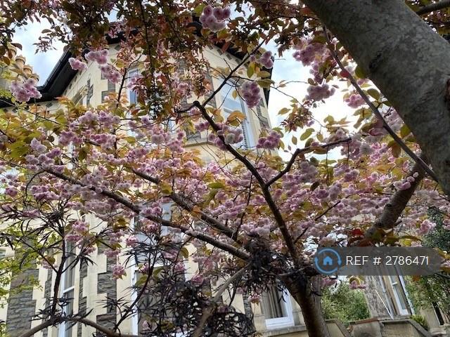 Cherry Blossom 1