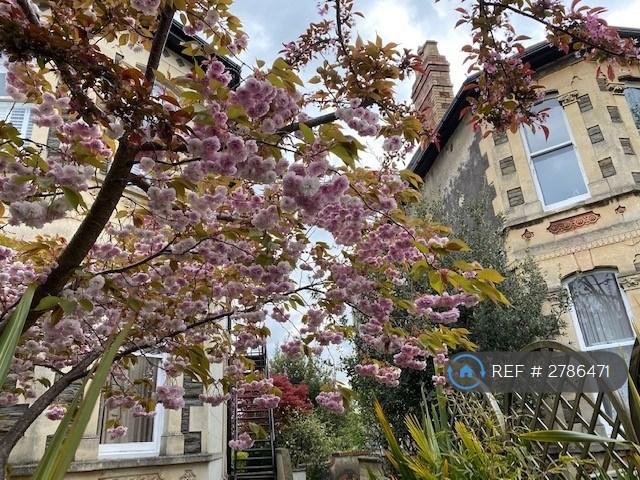 Cherry Blossom 2