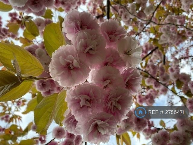 Cherry Blossom 3