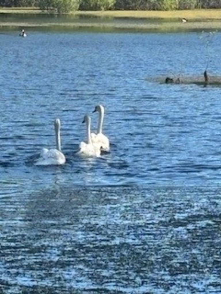 Lake Song 4