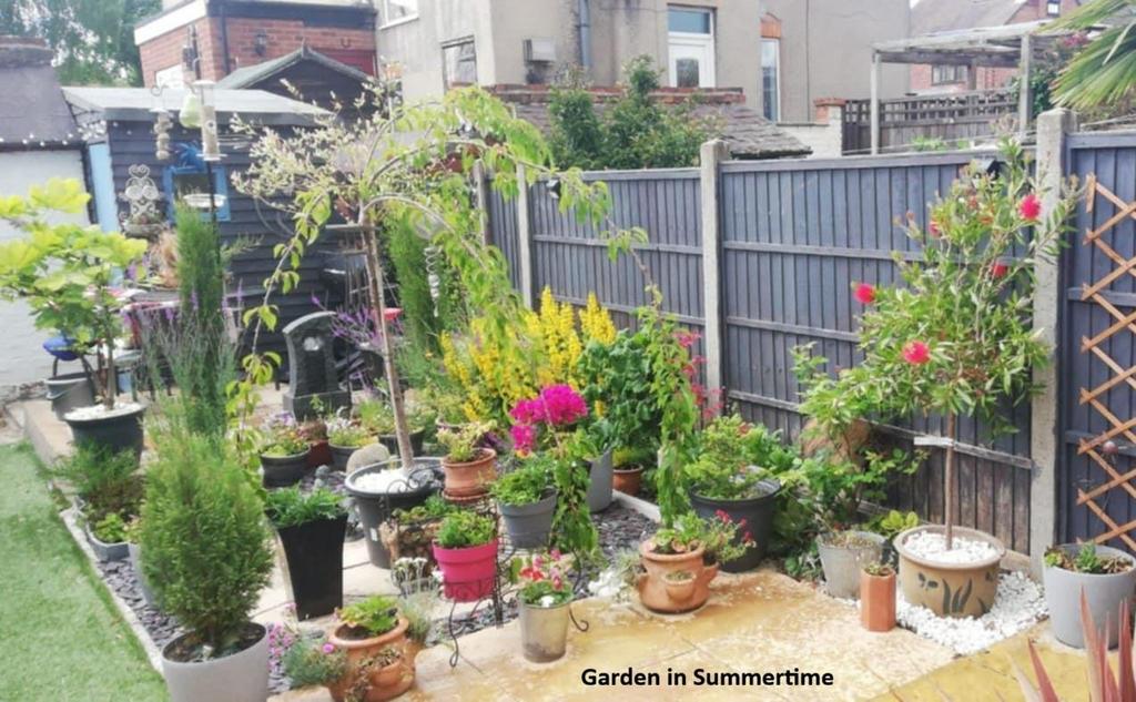 Rear Garden Summer 2025