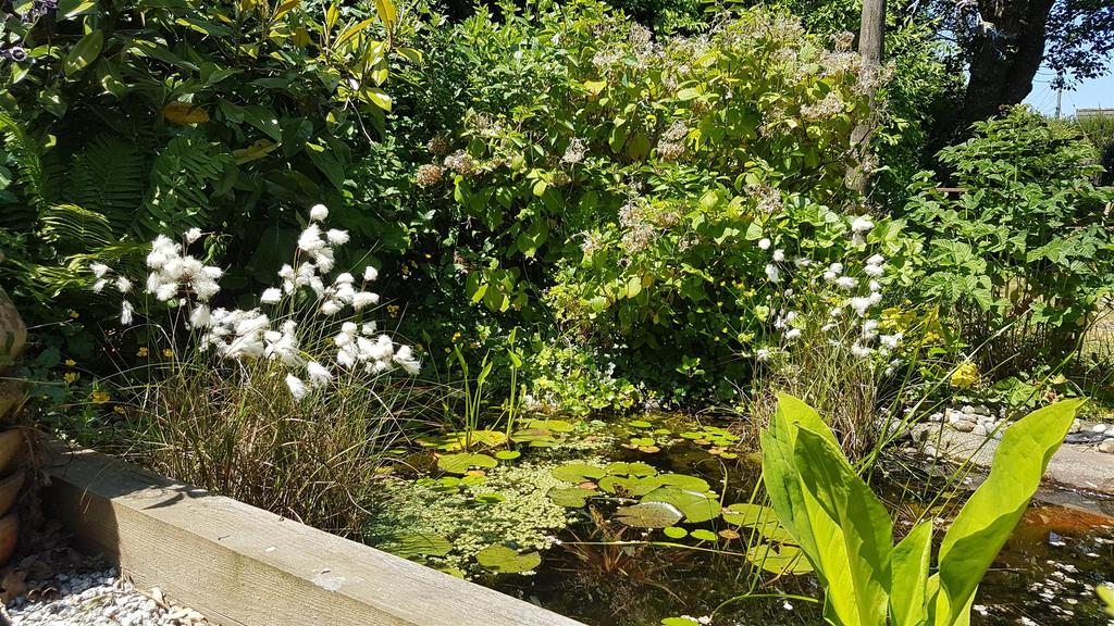 Pond in Summer.jpg