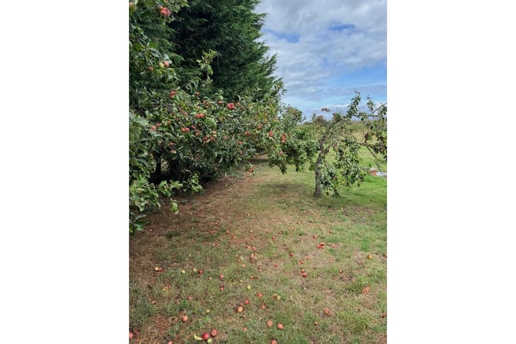 Orchard