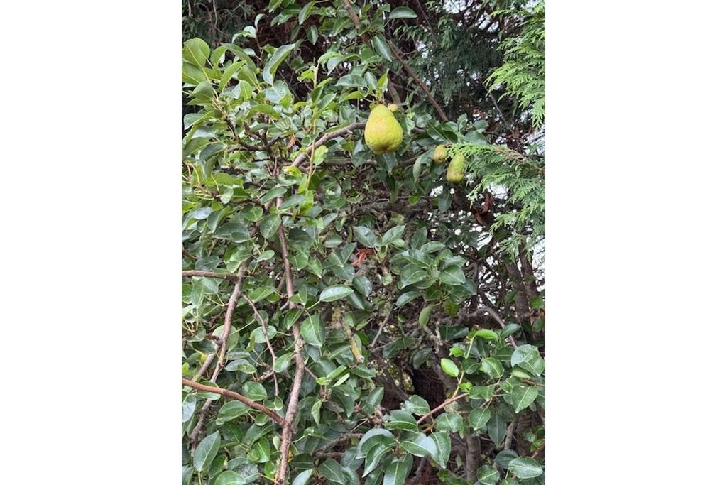 Orchard