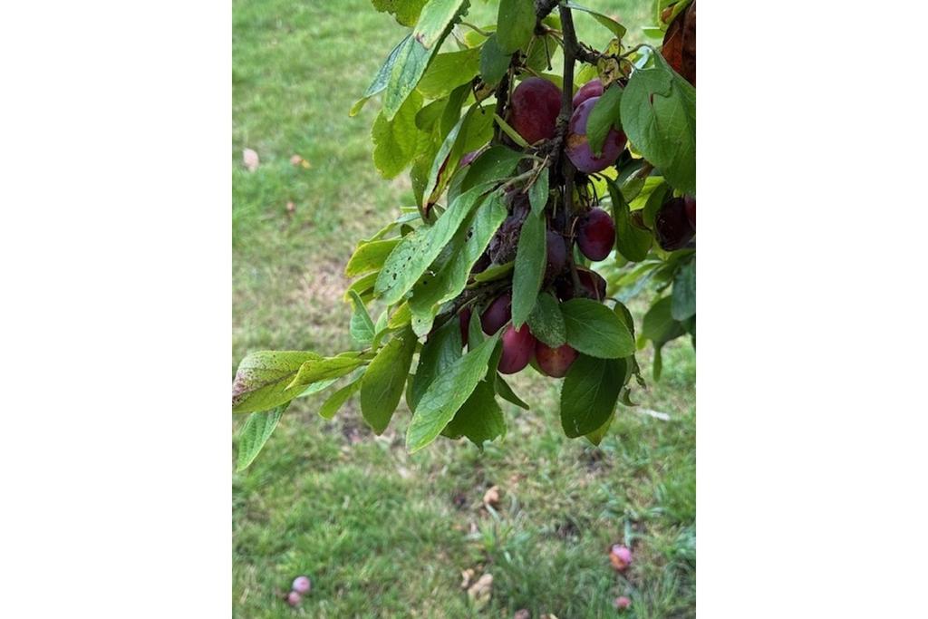 Orchard