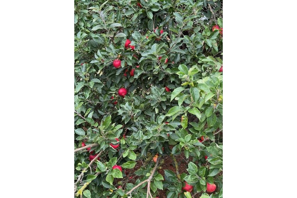 Orchard