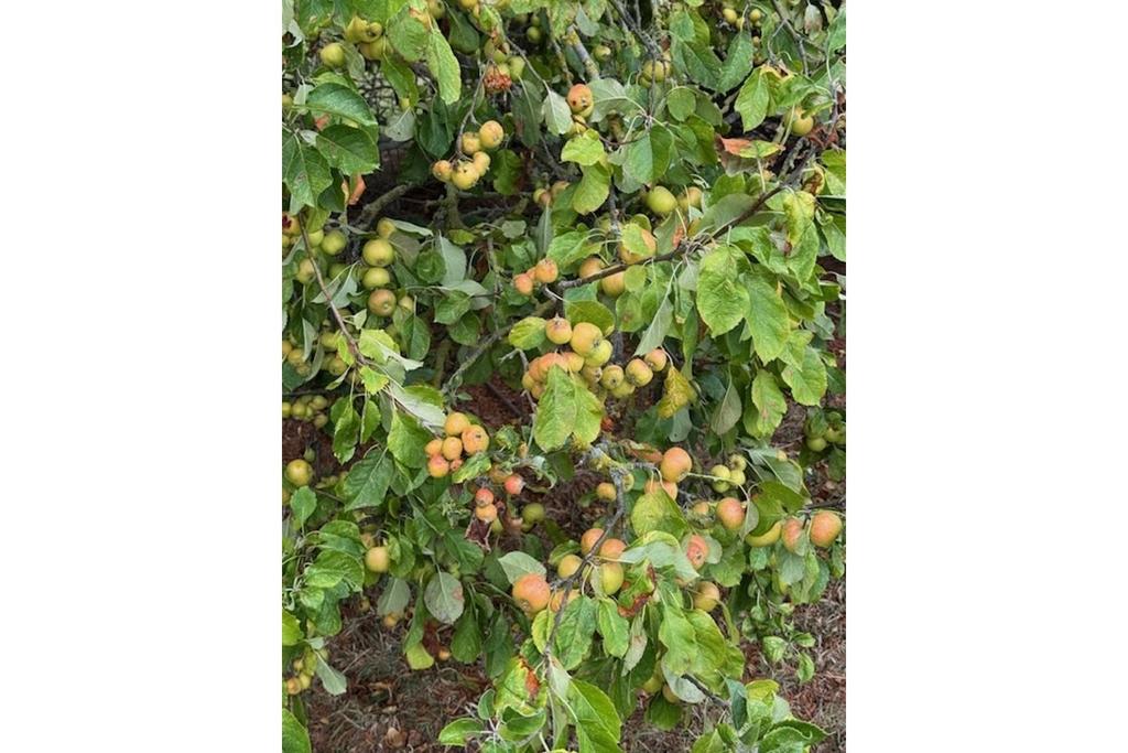 Orchard