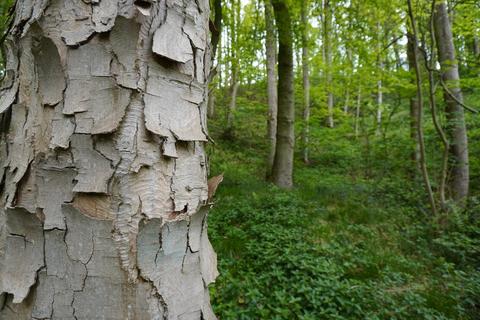 undefined, Norcliffe Wood, Callow, near Wirksworth, Derbyshire DE4