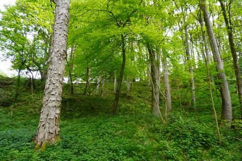 undefined, Norcliffe Wood, Callow, near Wirksworth, Derbyshire DE4