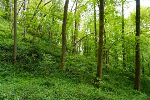 undefined, Norcliffe Wood, Callow, near Wirksworth, Derbyshire DE4