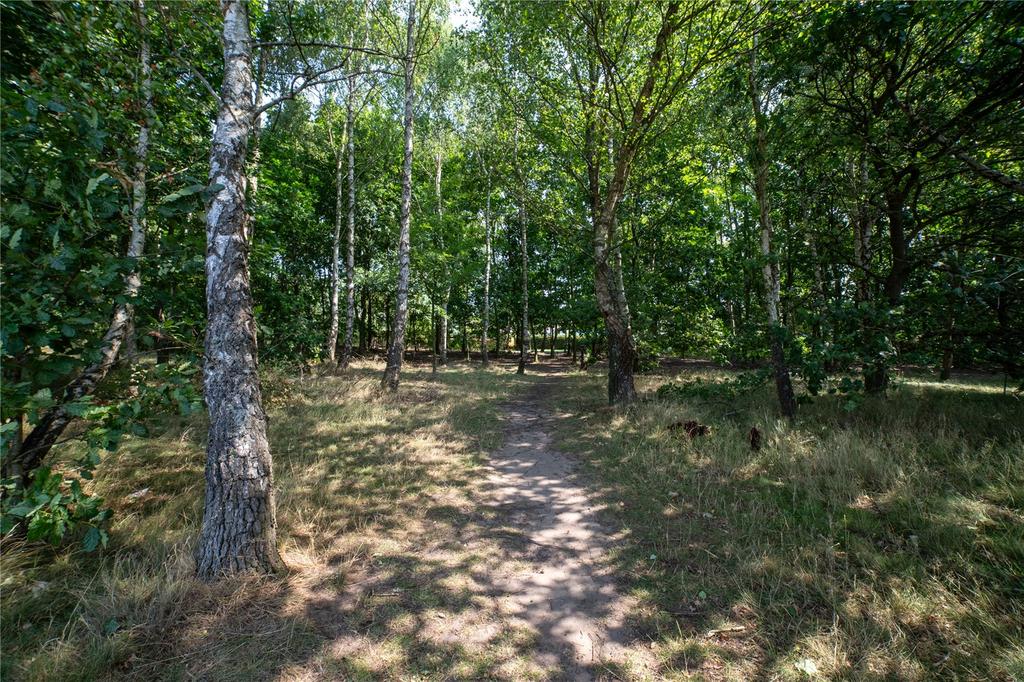Woods Behind