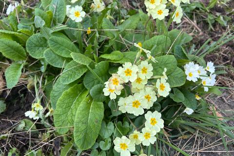 undefined, Holmlea, Wookey BA5