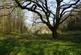 Ruin Copse, Banwell, North Somerset. BS29