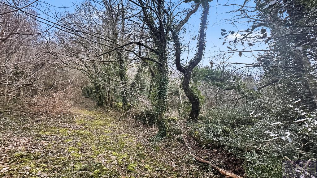 Woodland