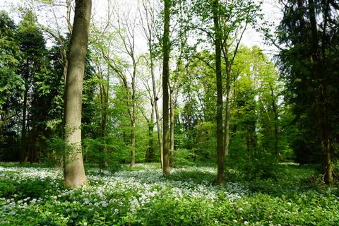 undefined, Wulfric Wood, near Sheffield, South Yorkshire S26