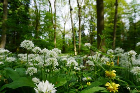 undefined, Wulfric Wood, near Sheffield, South Yorkshire S26