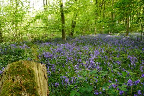undefined, Wulfric Wood, near Sheffield, South Yorkshire S26