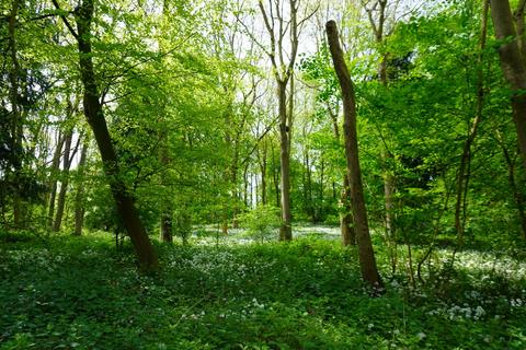 undefined, Wulfric Wood, near Sheffield, South Yorkshire S26