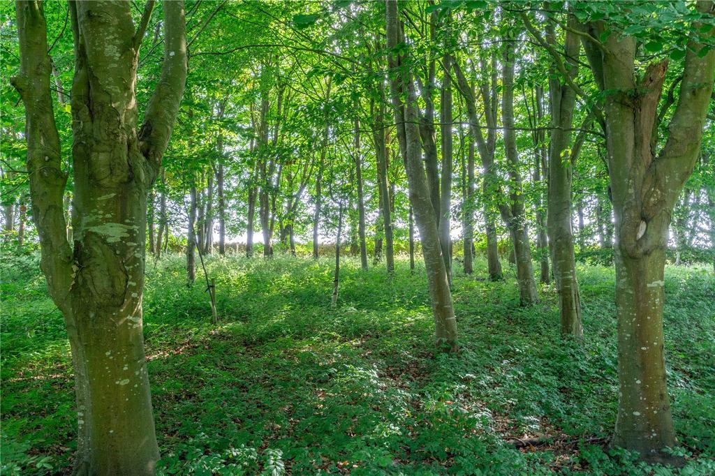 Woodland