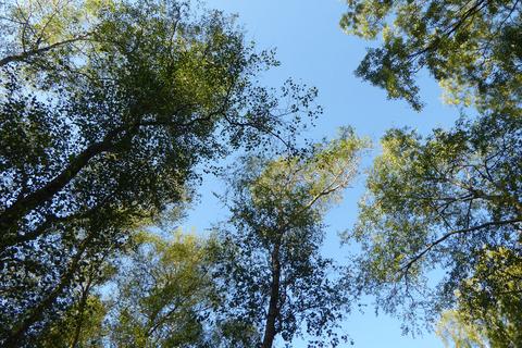 undefined, Pilots Wood, Tranwell, Morpeth, Northumberland NE20